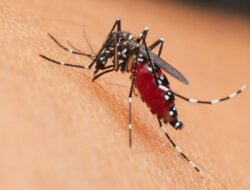 Penyakit DBD Tembus 76 Ribu Kasus, Masyarakat Diimbau Vaksin Dengue