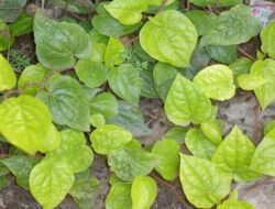 Manfaat Daun Sirih untuk Mengobati Sariawan dan Cara Menggunakannya