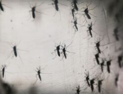 Israel Hadapi Wabah Virus West Nile, 100 Warga Terinfeksi