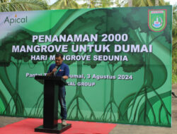 Apical Dumai Lakukan Aksi Penanaman 2.000 Mangrove di Pantai Taisan