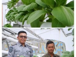 Hasil Program Pembinaan Warga Binaan, Rutan Dumai Kembali Panen Pakcoy