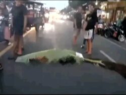 Terserempet Mobil, Pengendara Motor Honda Beat Tewas di Leces – BeritaNasional.ID