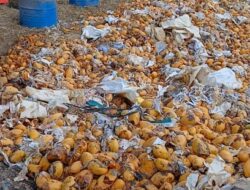 KPPBC Melaksanakan Pemusnahan Barang Illegal Dihalaman Belakang KPPBC Tipe Madya Pabean B Dumai