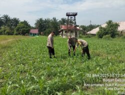 Kanit Binmas Polsek Bukit Kapur IPTU Satam Melakukan Pengecekan Perkembangan Tanaman Jagung
