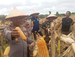Panen Raya Jagung Pipil di Dumai Hasilkan ±4.500 kg, Dukungan Kapolres Bagi Ketahanan Pangan Nasional