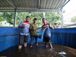 Kelompok Nelayan Binaan CSR Pertamina Patra Niaga Kilang Dumai Konsisten Panen Ikan Nila Salin.