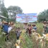 Polres Dumai melaksanakan kegiatan Panen Raya Jagung Pipil Kuartal II Tahun 2026