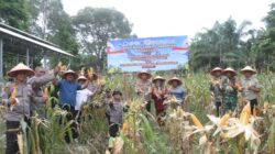 Polres Dumai melaksanakan kegiatan Panen Raya Jagung Pipil Kuartal II Tahun 2026