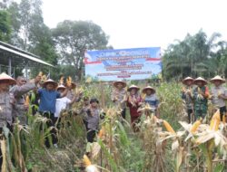 Polres Dumai melaksanakan kegiatan Panen Raya Jagung Pipil Kuartal II Tahun 2026
