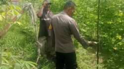 Bhabinkamtibmas Melakukan Pengecekan Pekarangan Pangan Bergizi Dalam Rangka Mendukung Program Ketahanan Pangan Nasional.