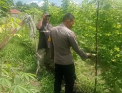 Bhabinkamtibmas Melakukan Pengecekan Pekarangan Pangan Bergizi Dalam Rangka Mendukung Program Ketahanan Pangan Nasional.
