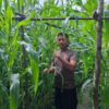 Kapolsek Bukit Kapur Iptu Zulfahli,S.H.,M.H Turun Ke lahan Perkebunan Untuk Melakukan Pengecekan Tanaman Jagung