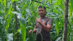 Kapolsek Bukit Kapur Iptu Zulfahli,S.H.,M.H Turun Ke lahan Perkebunan Untuk Melakukan Pengecekan Tanaman Jagung
