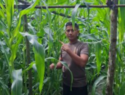 Kapolsek Bukit Kapur Iptu Zulfahli,S.H.,M.H Turun Ke lahan Perkebunan Untuk Melakukan Pengecekan Tanaman Jagung