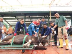 Tebar Manfaat di Hari Raya Idul Adha 1447, Pertamina Patra Niaga Kilang Dumai Salurkan 100 Hewan Kurban untuk Masyarakat dan Dukung Peternak Lokal