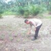 Mendukung Program Ketahanan Pangan Nasional Bhabinkamtibmas Bersama Petani Melakukan Pengecekan Perkembangan Persiapan Tanaman Jagung Pipil
