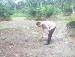 Mendukung Program Ketahanan Pangan Nasional Bhabinkamtibmas Bersama Petani Melakukan Pengecekan Perkembangan Persiapan Tanaman Jagung Pipil