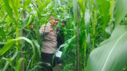Bhabinkamtibmas Bersama Petani Melakukan Pengecekan Perkembangan Tanaman Jagung Pipil Dalam Rangka Mendukung Program Ketahanan Pangan Nasional.