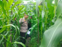Bhabinkamtibmas Bersama Petani Melakukan Pengecekan Perkembangan Tanaman Jagung Pipil Dalam Rangka Mendukung Program Ketahanan Pangan Nasional.