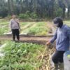 Bhabinkantipmas Bersama Petani Melakukan Pengecekan Pekarangan Pangan Bergizi Dalam Rangka Mendukung Program Ketahanan Pangan Nasional.