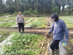 Bhabinkantipmas Bersama Petani Melakukan Pengecekan Pekarangan Pangan Bergizi Dalam Rangka Mendukung Program Ketahanan Pangan Nasional.