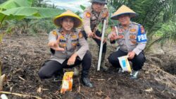 Personil Polsek Bukit Kapur Melakukan Penanaman Jagung di Wilayah Polsek Bukit Kapur.