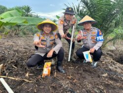 Personil Polsek Bukit Kapur Melakukan Penanaman Jagung di Wilayah Polsek Bukit Kapur.