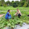 Polres Dumai Dukung Ketahanan Pangan Nasional, Bhabinkamtibmas Bukit Timah Tinjau Kebun Semangka
