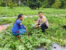 Polres Dumai Dukung Ketahanan Pangan Nasional, Bhabinkamtibmas Bukit Timah Tinjau Kebun Semangka