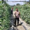 Bhabinkamtibmas Bersama Petani Melakukan Pengecekan Pekarangan Pangan Bergizi Dalam Rangka Mendukung Program Ketahanan Pangan Nasional.