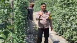 Bhabinkamtibmas Bersama Petani Melakukan Pengecekan Pekarangan Pangan Bergizi Dalam Rangka Mendukung Program Ketahanan Pangan Nasional.