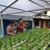 Personel Polsek KSKP Bersama Anggota Kelompok Tani Tuah Brata Pangan Melakukan Pemantauan Terhadap Pertumbuhan Tanaman Jagung