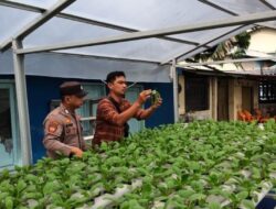 Personel Polsek KSKP Bersama Anggota Kelompok Tani Tuah Brata Pangan Melakukan Pemantauan Terhadap Pertumbuhan Tanaman Jagung