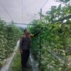 Bhabinkantipmas Aiptu Asyari Turun Bersama Petani Melakukan Pengecekan Pekarangan Pangan Bergizi Berupa Tanaman Kacang Panjang