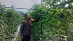 Bhabinkantipmas Aiptu Asyari Turun Bersama Petani Melakukan Pengecekan Pekarangan Pangan Bergizi Berupa Tanaman Kacang Panjang