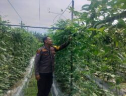 Bhabinkantipmas Aiptu Asyari Turun Bersama Petani Melakukan Pengecekan Pekarangan Pangan Bergizi Berupa Tanaman Kacang Panjang