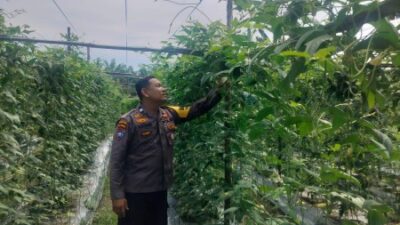 Bhabinkantipmas Aiptu Asyari Turun Bersama Petani Melakukan Pengecekan Pekarangan Pangan Bergizi Berupa Tanaman Kacang Panjang