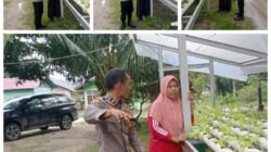 Bhabinkantinmas Bukit Kapur Aipda Butarbutar Bersama Petani Memampatkan Lahan 1 x 3 M Untuk di Tanami Sayur Selada .