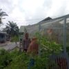 Bhabinkamtibmas Bersama Petani Melakukan Pengecekan Pekarangan Pangan Bergizi Dalam Rangka Mendukung Program Ketahanan Pangan Nasional.