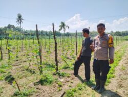 Polsek Sungai Sembilan Bersama Petani Melakukan Pengecekan Pekarangan Dalam Rangka Mendukung Penuh Program Ketahanan Pangan Nasional