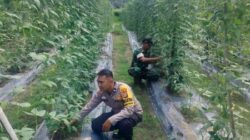 Bhabinkamtibmas AIPDA ARDIAN KURNIAWAN, S.T Melakukan Pengecekan Pekarangan Pangan Bergizi Berupa Kacang Panjang
