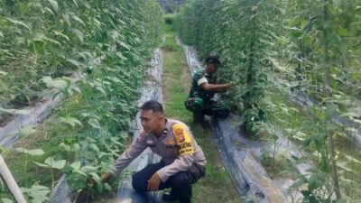 Bhabinkamtibmas AIPDA ARDIAN KURNIAWAN, S.T Melakukan Pengecekan Pekarangan Pangan Bergizi Berupa Kacang Panjang