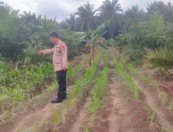 Bhabinkamtibmas Kelurahan Bukit Kapur Aiptu Subandi Bersama Kanit Patroli Aiptu F.H Sihombing Melakukan Pengecekan Pekarangan Pangan Bergizi Berupa Tanaman Jagung