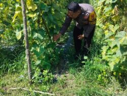Bhabinkantimas AIPTU ASYARI Melaksanakan Giat Pengecekan Tanaman pare  Dalam Rangka  Dalam Rangka Mendukung Program Nasional.