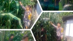 Aipda Ardian Kurniawan ,S.T Melaksanakan Giat Pengecekan Tanaman Jagung Pipil Dalam Rangka  Dalam Rangka Mendukung Program Nasional.
