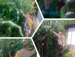 Aipda Ardian Kurniawan ,S.T Melaksanakan Giat Pengecekan Tanaman Jagung Pipil Dalam Rangka  Dalam Rangka Mendukung Program Nasional.