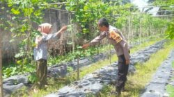 Bhabinkamtibmas Melaksanakan Pengecekan Pekarangan Pangan Bergizi Nasional