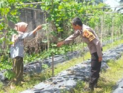 Bhabinkamtibmas Melaksanakan Pengecekan Pekarangan Pangan Bergizi Nasional