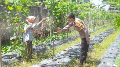 Bhabinkamtibmas Melaksanakan Pengecekan Pekarangan Pangan Bergizi Nasional
