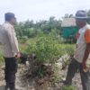 Bhabinkamtibmas Bripka Wendhy k Watibessy Bersama Petani lakukan Pengecekan Pekarangan Pangan Bergizi